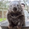 Wombat-Gaming Dota 2