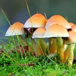 Fungi