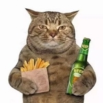beer cat