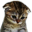 CatSad.png?1615670155