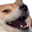 DogeKek.png?1610331784