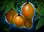 MangoTree.png?1592282454